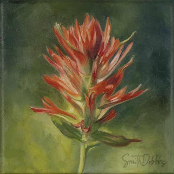 Indian Paintbrush by Becky Smith-Dobbins