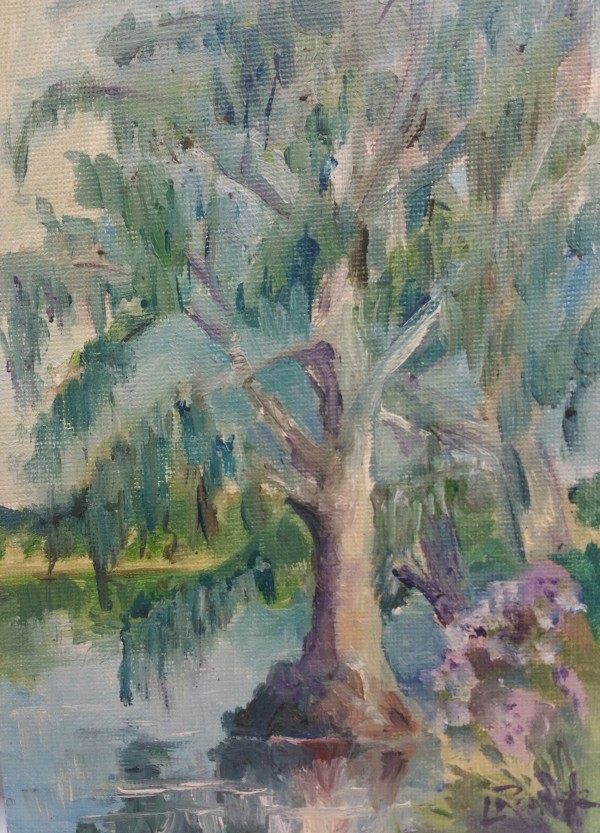 Cypress in Florida Morning by Lynette Redner
