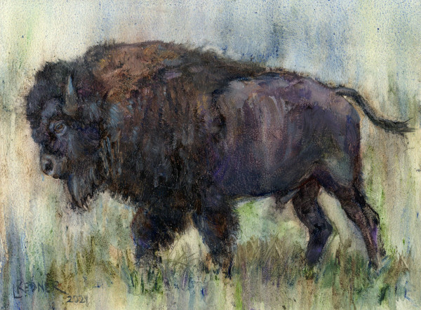 Buffalo #2
