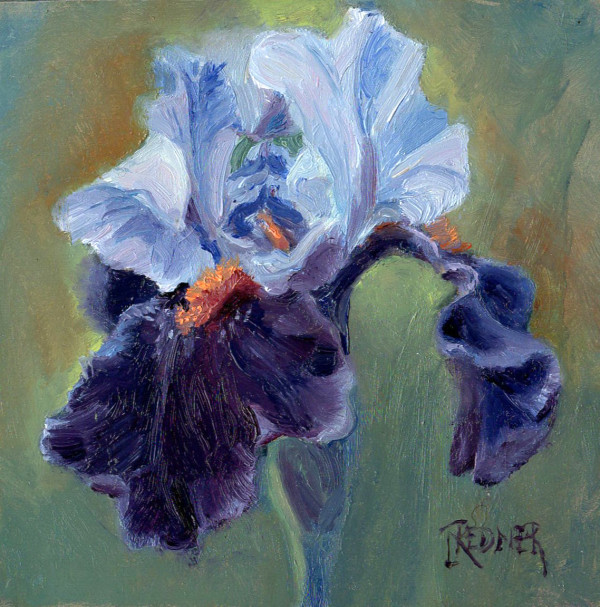 Fancy Iris