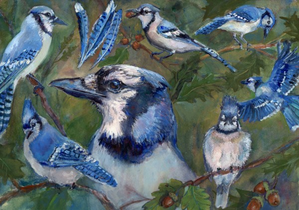 Study of  a Blue Jay by Lynette Redner