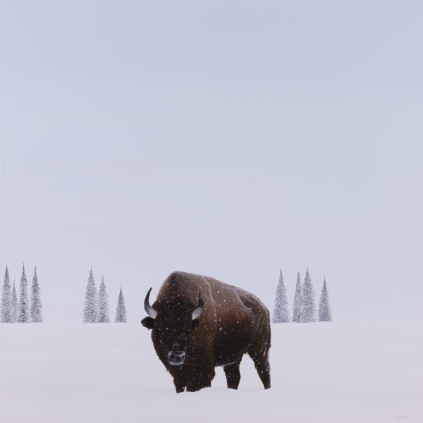 Bison by F. Lipari