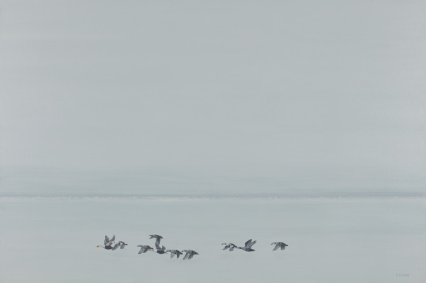 Eiders landing by F. Lipari