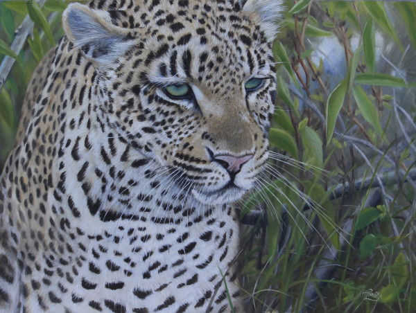 A Leopard's Gaze by Tammy Taylor