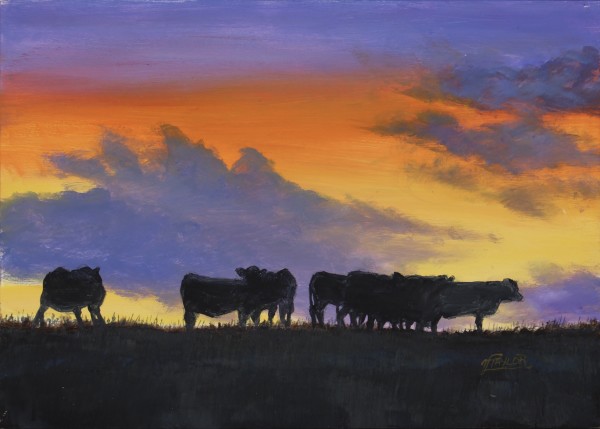 Angus Sunset by Tammy Taylor