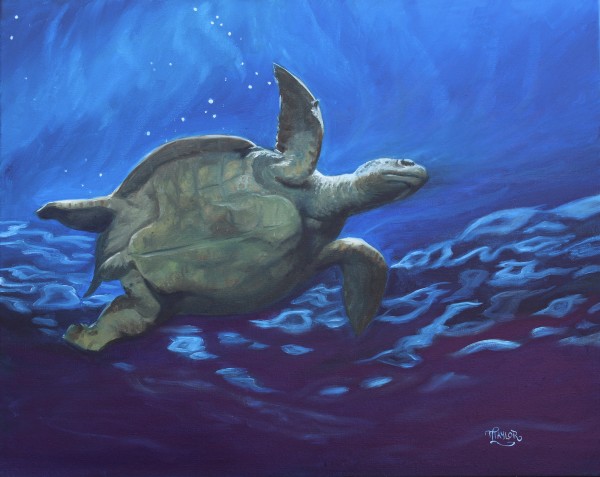 Turtle Study by Tammy Taylor