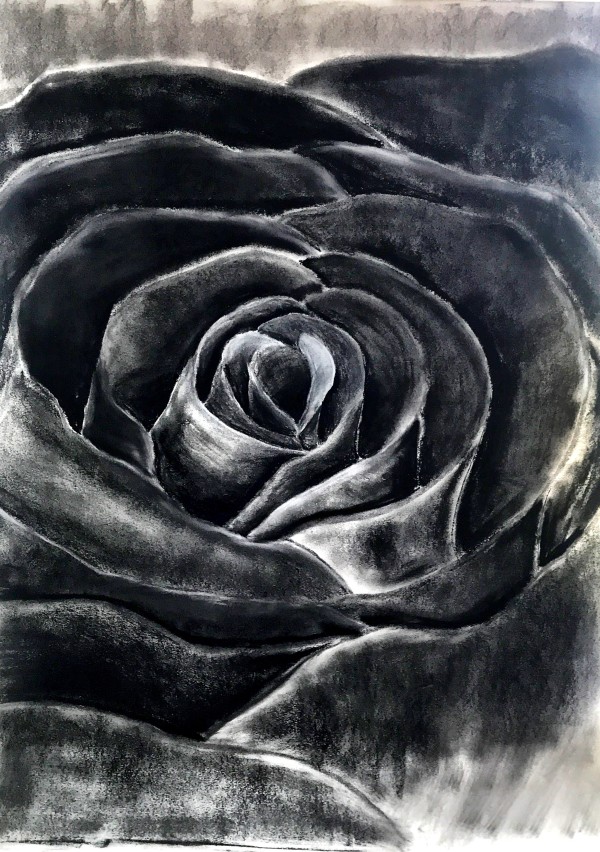 Contrasts of a Rose by Christopher Hoppe