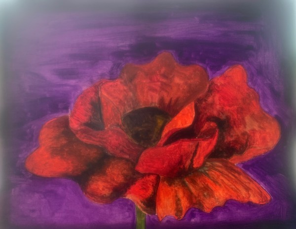 Violet Red Poppy