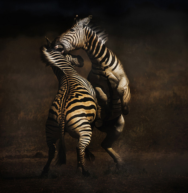3rd Place – Overall - Bernice Fargus - “Fighting Zebras” – bernicefargus@gmail.com by Bernice Fargus