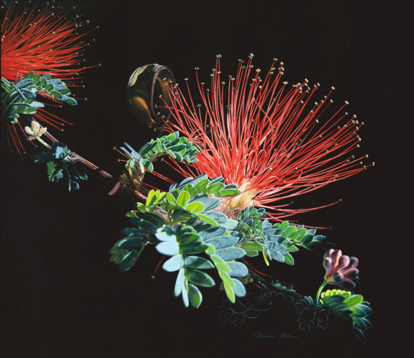 "Mimosa Fireworks"/Mimosa Calliandra haematocephala by Rhonda Nass