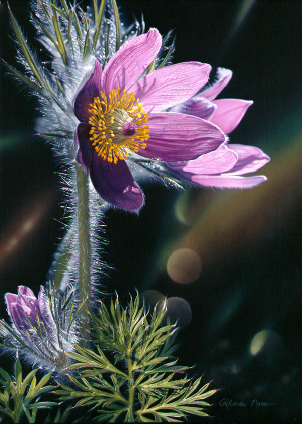 "Spring at Last"--pasqueflower by Rhonda Nass