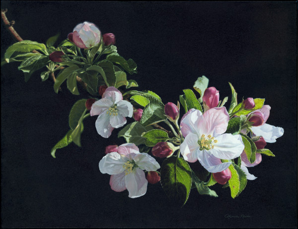 "Spring's Welcome to All"--apple blossom by Rhonda Nass