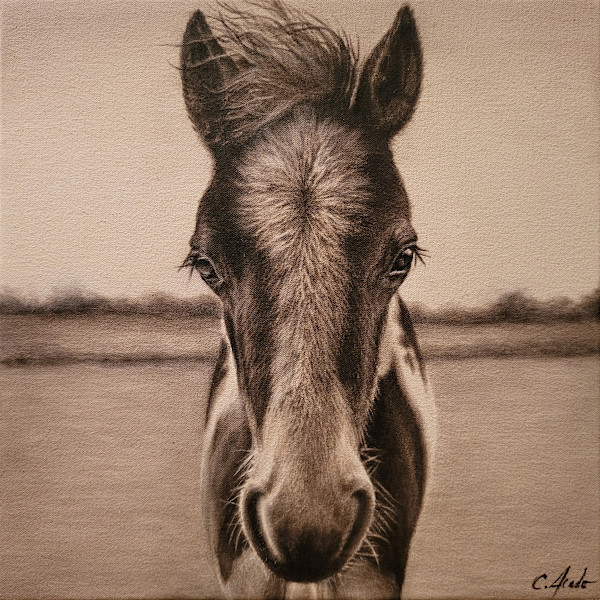 Bucky by Carol L. Acedo