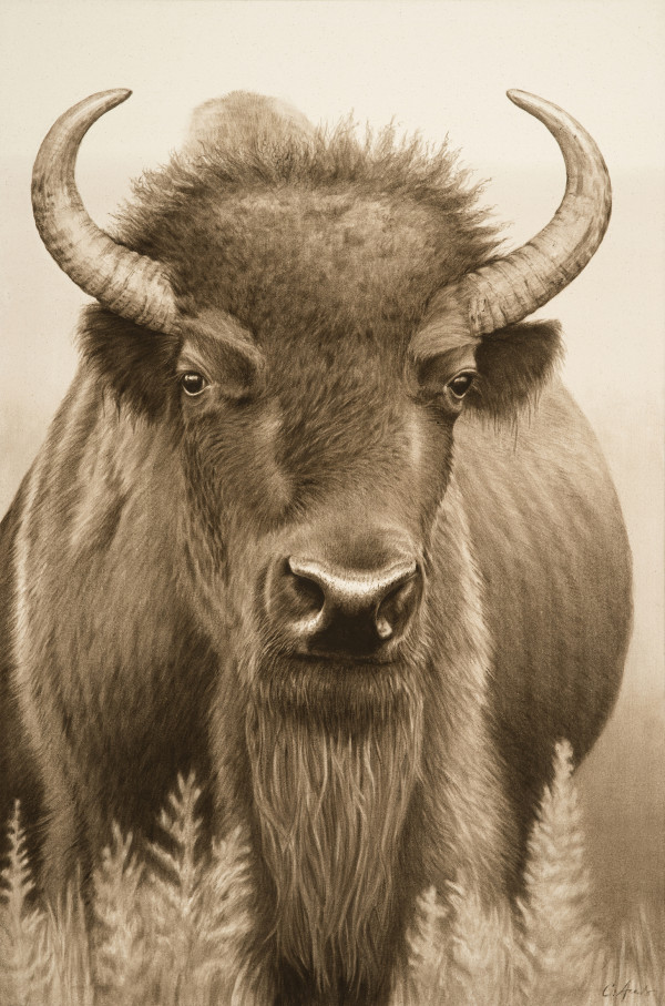 Buffalo Bill by Carol L. Acedo