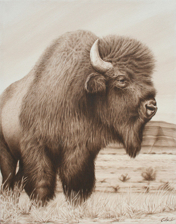 Cimarron by Carol L. Acedo, Image 1.