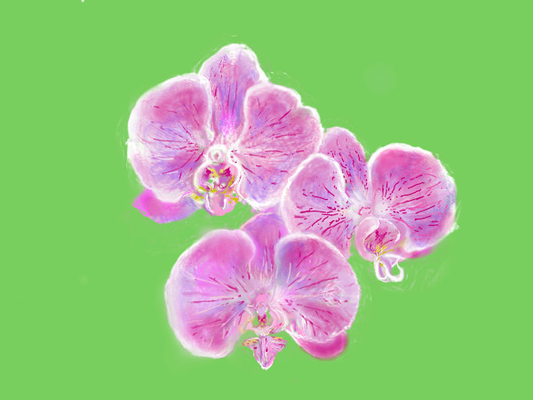 Orchid, Procreate. 2026. Digital Drawing and Painting.  12 x 12 inches printed. by Deb Slowey, Image 1.