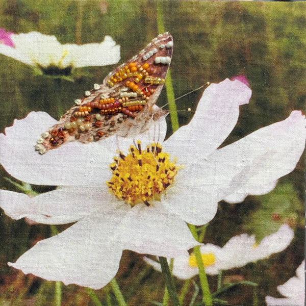 Painted Lady on Cosmos by Kathy Mitchell-Garton