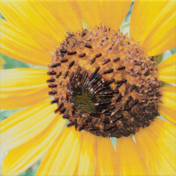Sunflower by Kathy Mitchell-Garton