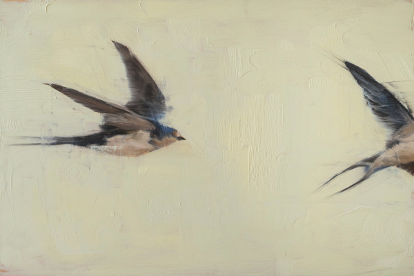 Swallows by Robin Cole