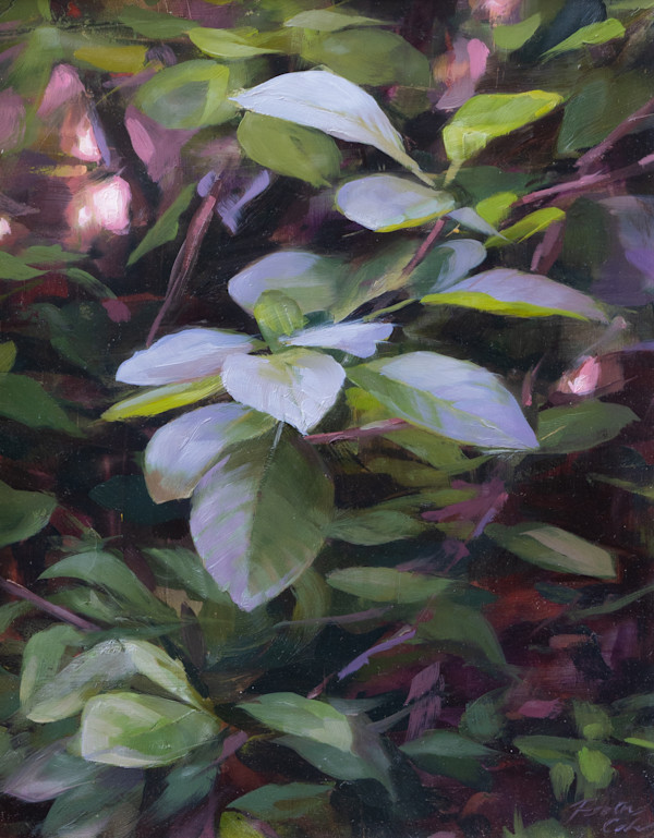 Thicket by Robin Cole