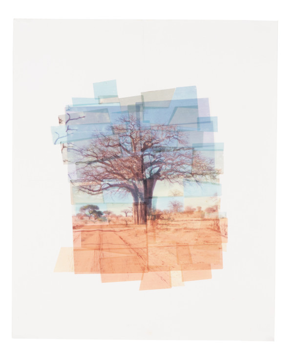 Africa Tree by Hollie Heller