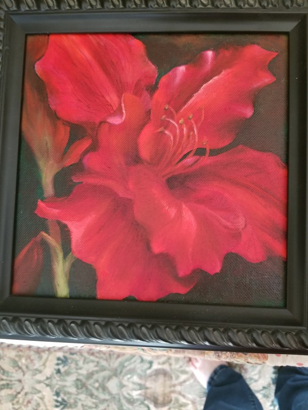 Amaryllis by Donna Pate