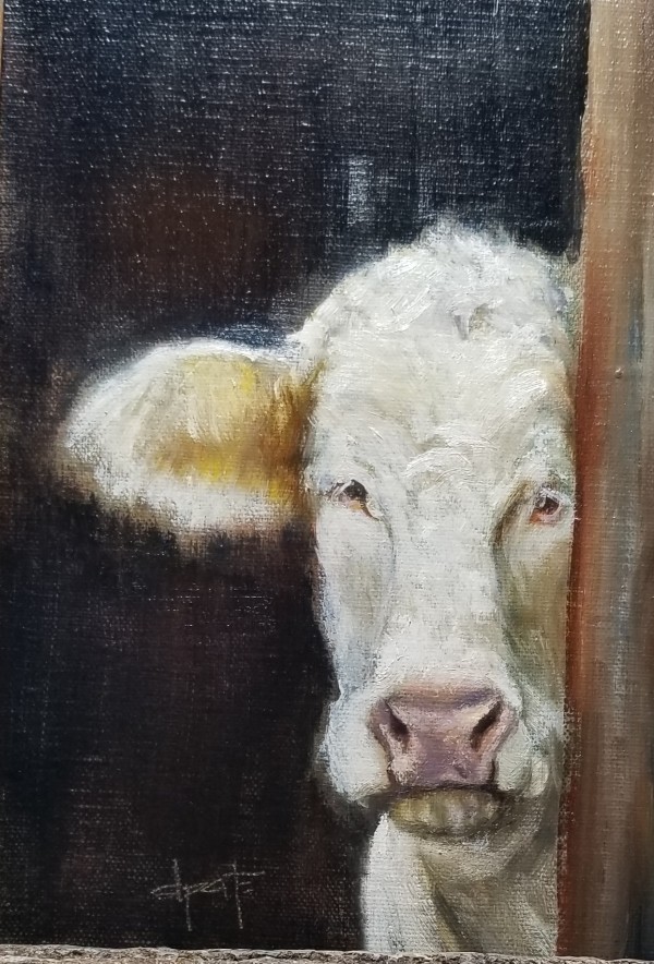 White Cow by Donna Pate