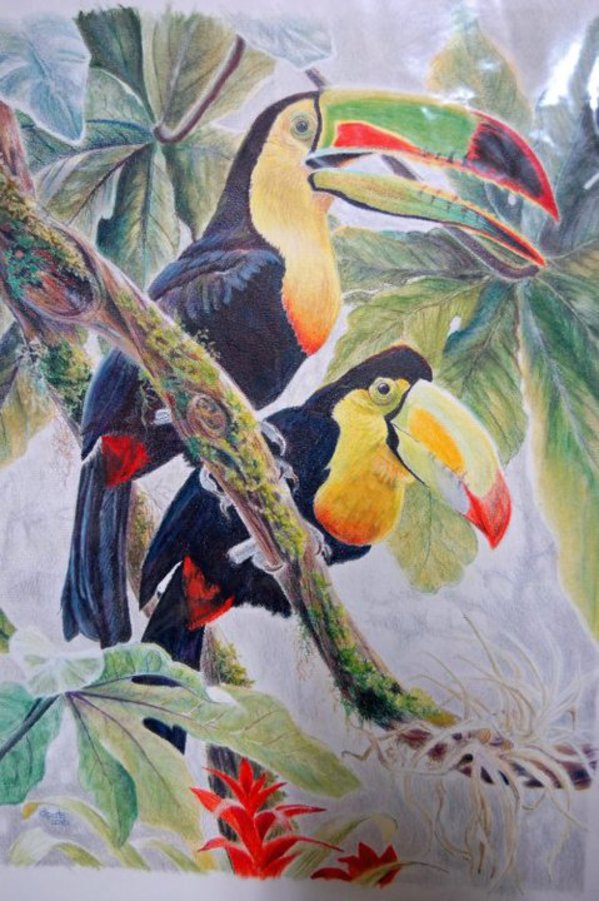 Toucans by Donna Pate