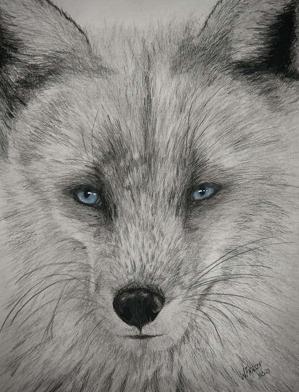 Arctic Fox by Wanda Fraser