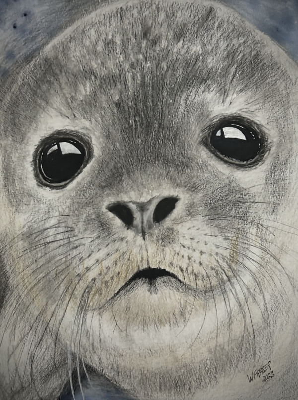 Baby Seal by Wanda Fraser