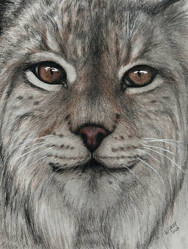 Bobcat by Wanda Fraser