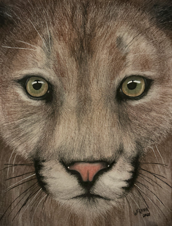 Cougar - Portrait by Wanda Fraser