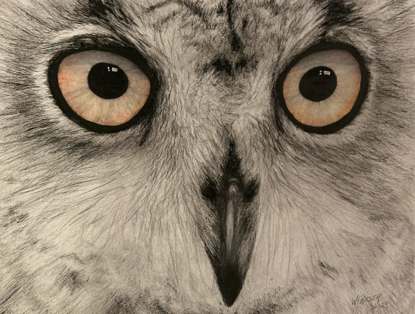 Owl by Wanda Fraser