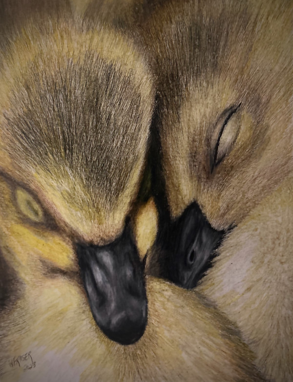 Sleeping Ducklings by Wanda Fraser