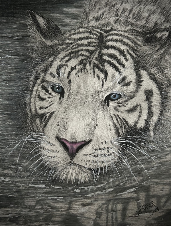 White Tiger in the water by Wanda Fraser