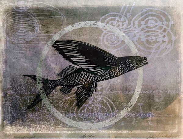 Malolo: Flight of the Sea by John McCaskill