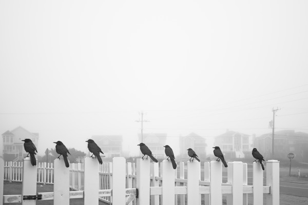 Eight Blackbirds by Kent Burkhardsmeier