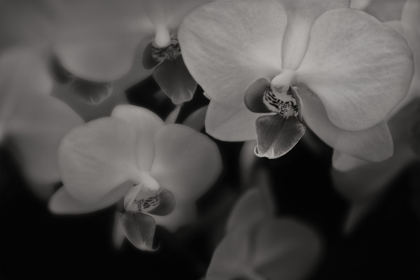 Orchid Love by Kent Burkhardsmeier