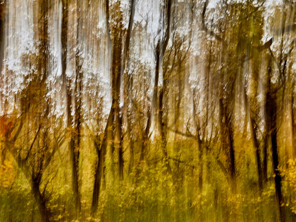 Raining Light Forest by Kent Burkhardsmeier
