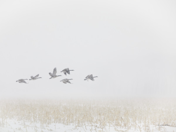 Snowbirds #1 by Kent Burkhardsmeier