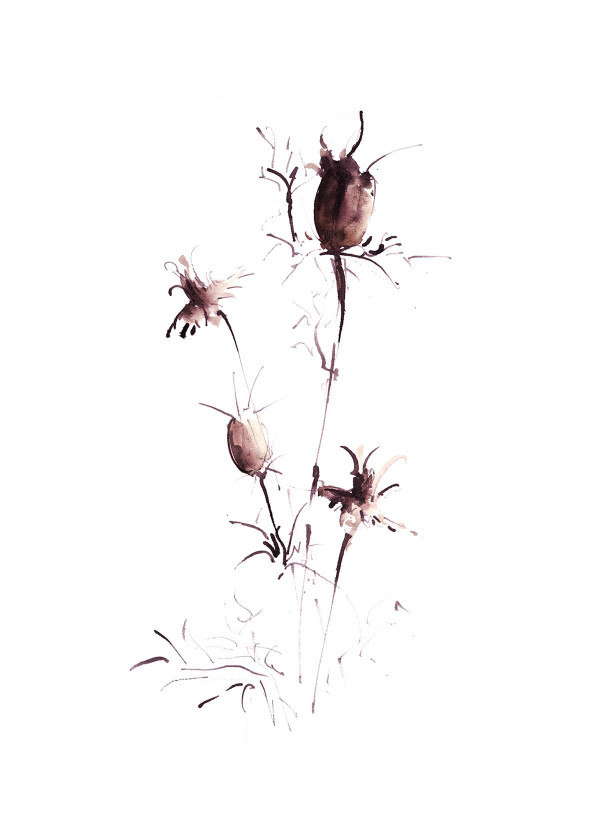 Botanical Study - Nigella 1 Hazelnut by Vega Davis