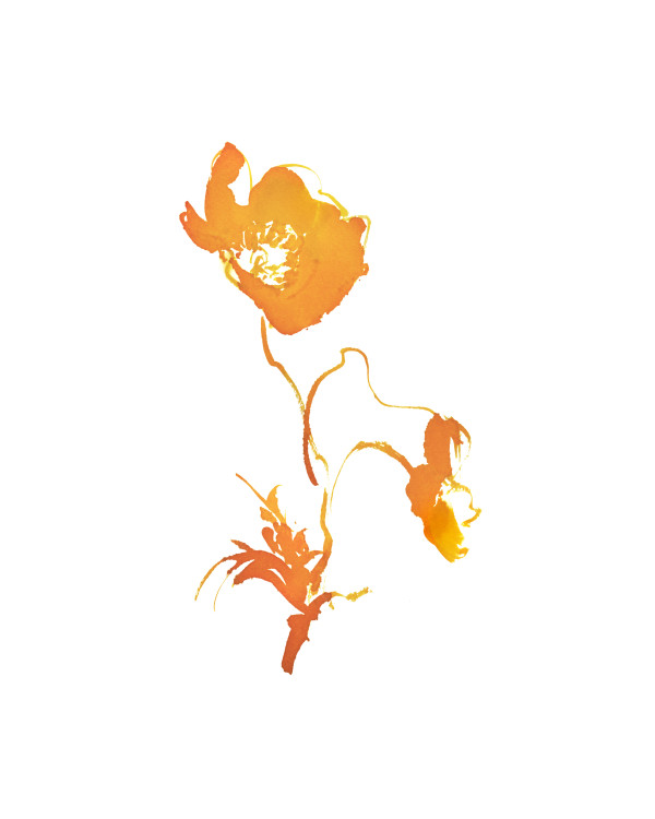 Botanical Study - Poppy 1 - orange by Vega Davis