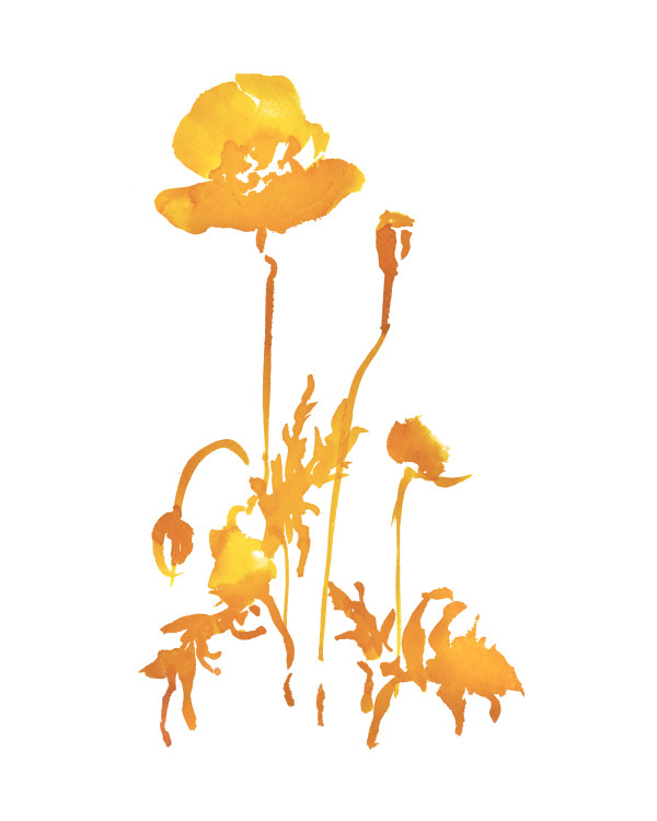 Botanical Study - Poppy 2 - orange by Vega Davis