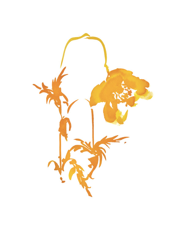 Botanical Study - Poppy 3 - orange by Vega Davis