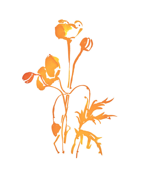 Botanical Study - Poppy 4 - orange by Vega Davis
