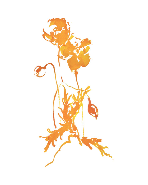 Botanical Study - Poppy 5 - orange by Vega Davis