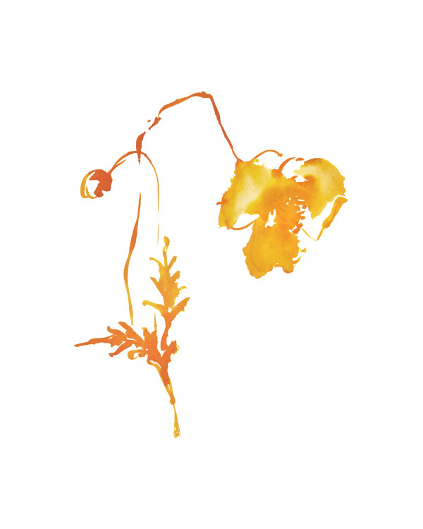 Botanical Study - Poppy 6 - orange by Vega Davis