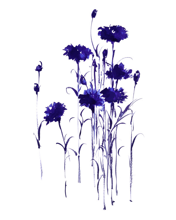 Botanical Study - Bachelor's Button 4 - deep purple by Vega Davis