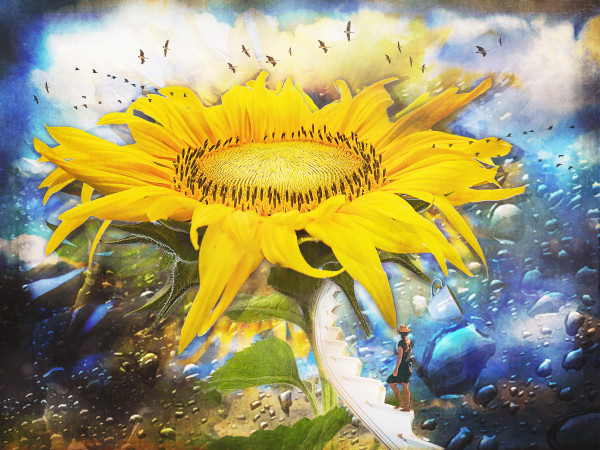 Sunflower Daydream by Susan Joesten-Merritt