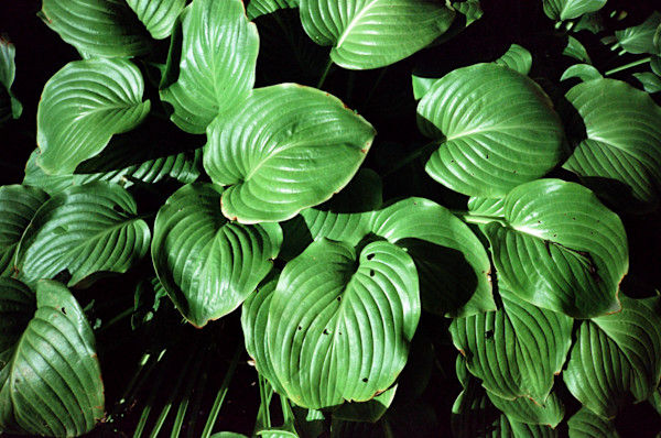 Bev's Hostas by Jennifer Bastian